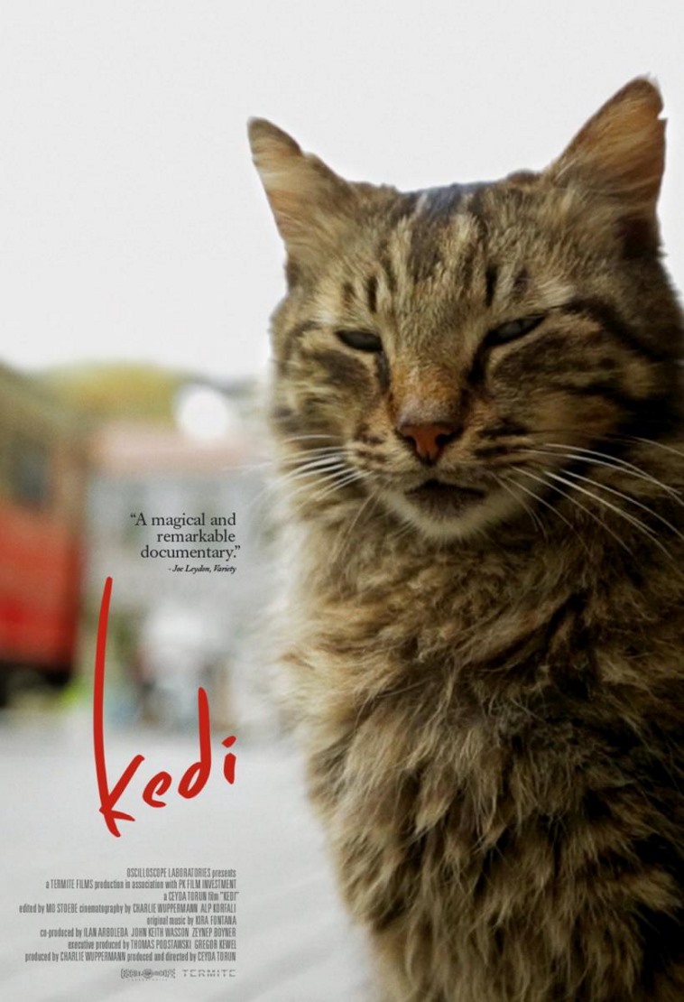 Kedi (gatos de Estambul)